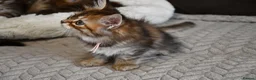 Siberian cats for sale: Pedigree Siberian Kittens from Tunguska House - Advert 4