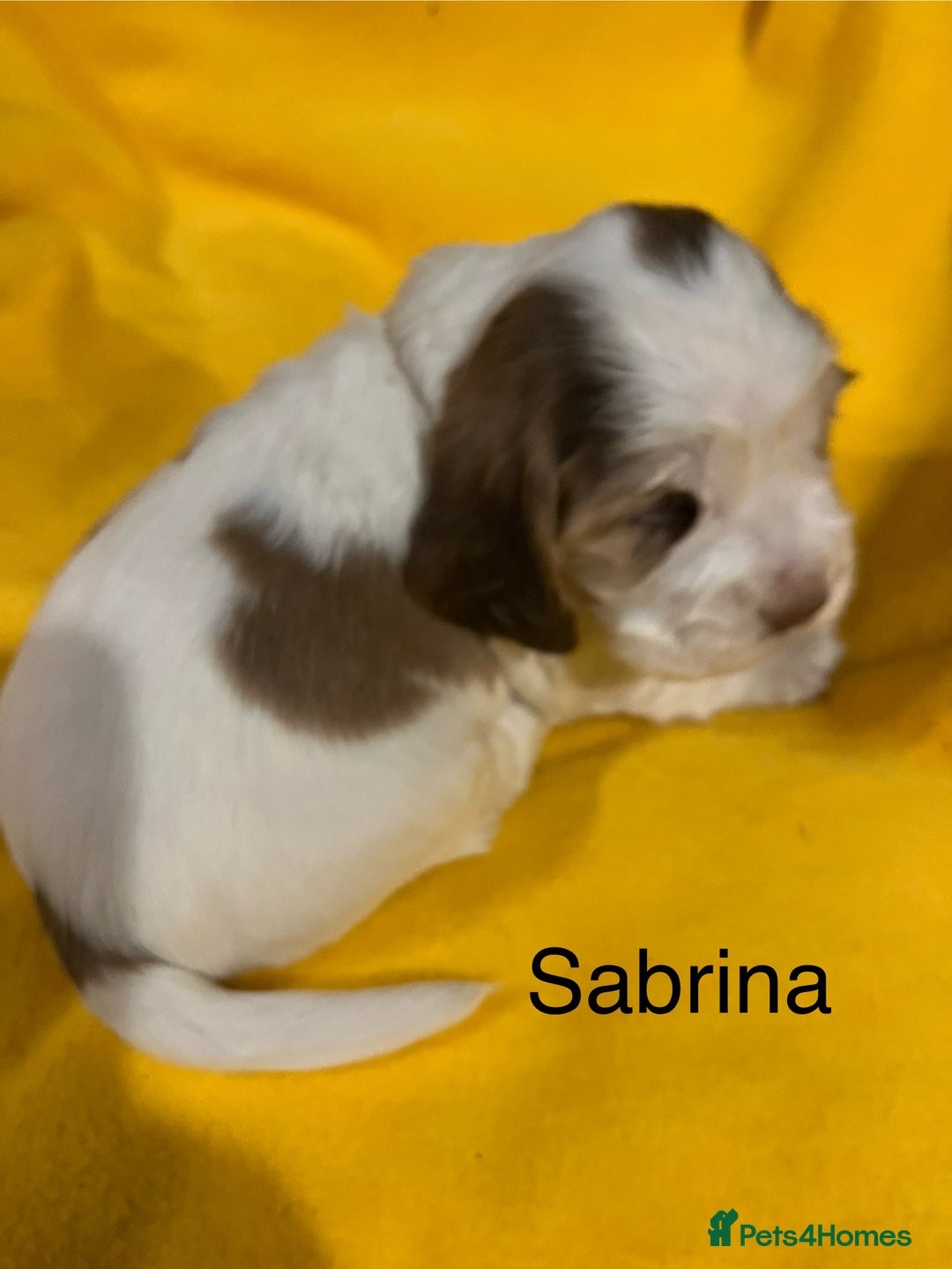 Cocker Spaniel dogs for sale: Exceptional KC registered Show Cocker Spaniels  - Image 28