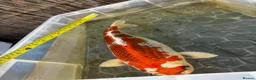 Koi Carp fish for sale: 3 x Large Koi for sale  in Chatham - Advert 4