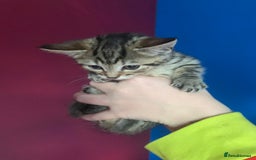 British Shorthair cats for sale: Kitten  - Image 2