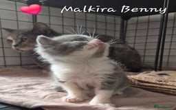 British Shorthair cats for sale: Stunning Champion Bloodline TICA reg kittens - Image 7