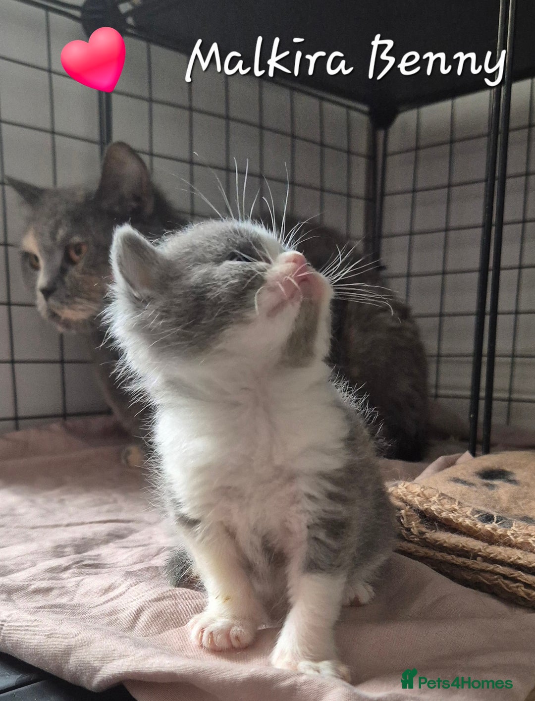 British Shorthair cats for sale: Stunning Champion Bloodline TICA reg kittens - Image 7