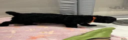 Mixed Breed dogs for sale: 🐶 Beautiful Puppies. Doodles.🐕  in Seascale - Advert 15