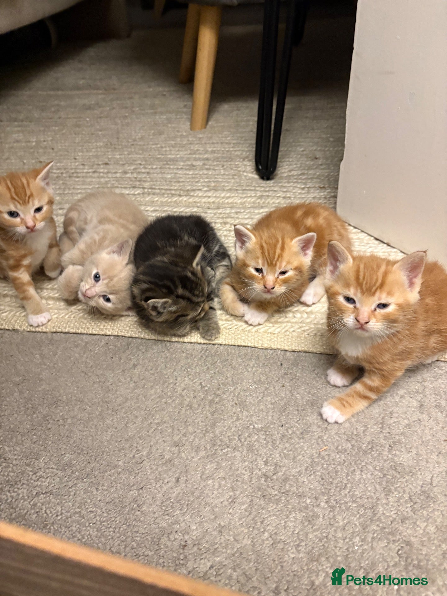 Bengal cats 5 beautiful mixed Bengal and Russian Angora. - Advert 2