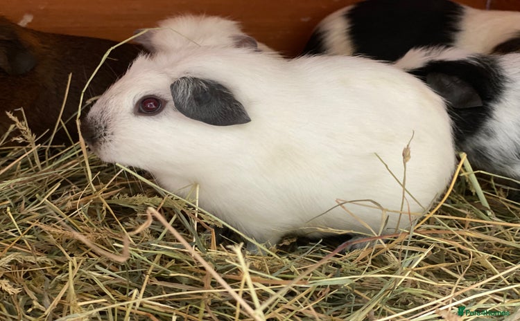 Guinea Pig rodents - Advert 2