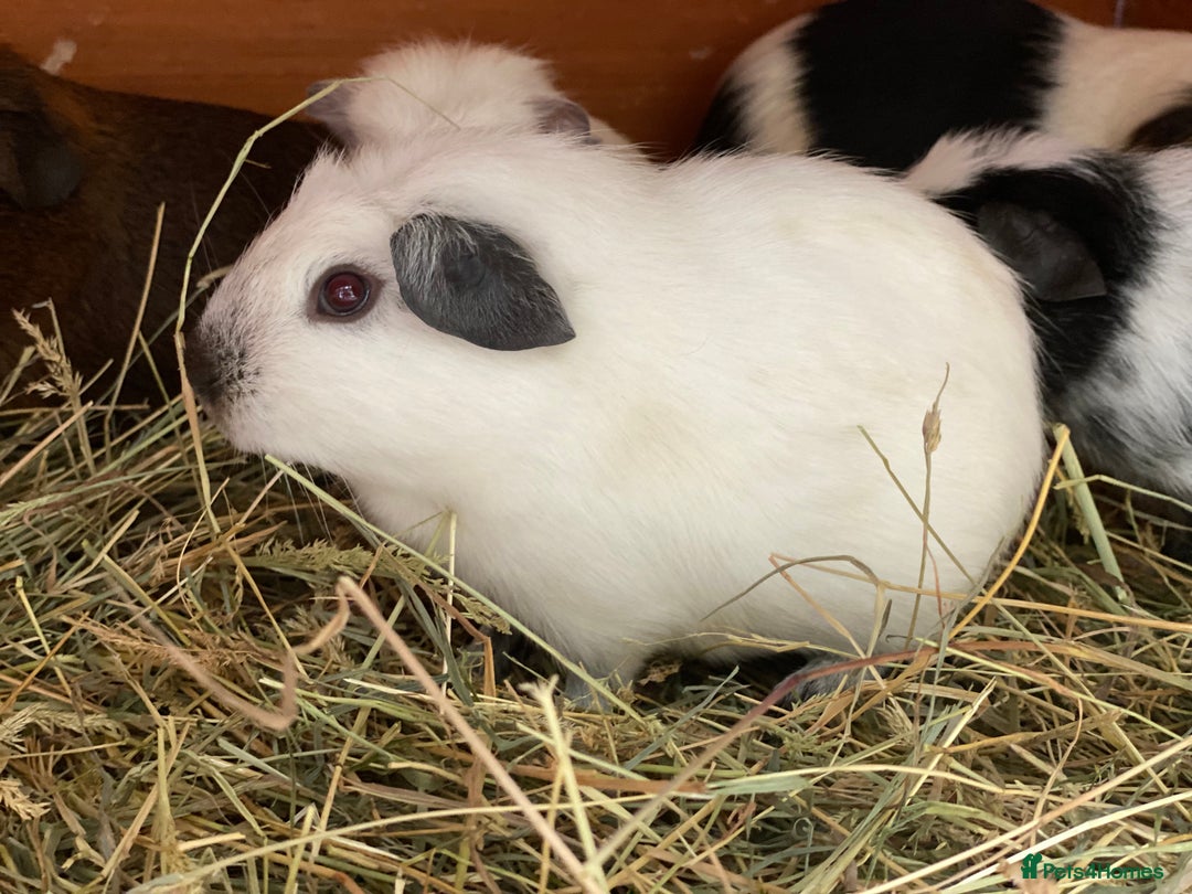 Guinea Pig rodents for sale: Beautiful mix of baby male Guineapigs dal Cali ect - Image 1