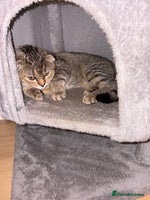 Scottish Fold cats - Advert 2