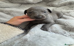 Whippet dogs for sale: Solid Blue KC Whippet Puppies - Image 1