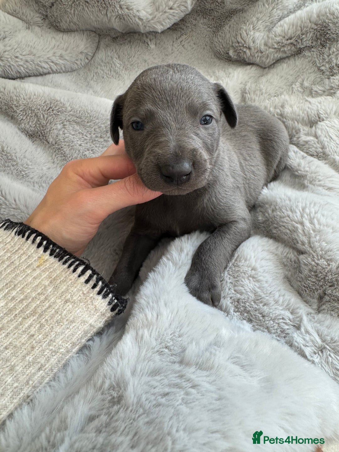 Whippet dogs for sale: Solid Blue KC Whippet Puppies - Image 1