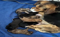 Mixed Breed dogs for sale: Cockapoo cross collie cross beagal  - Image 1
