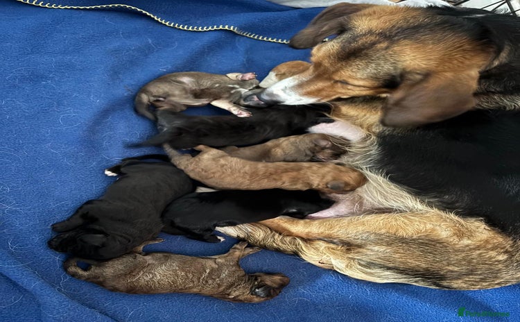Mixed Breed dogs - Advert 12