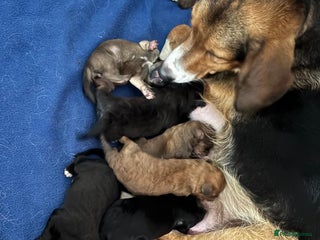 Mixed Breed dogs - Advert 9