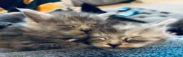 Maine Coon cats for sale: Stunning litter of pure bred Maine Coon kittens - Advert 31