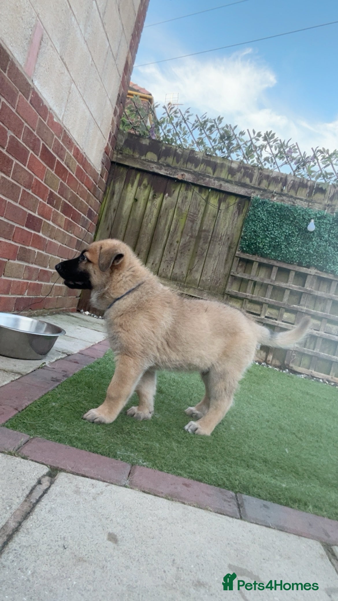 Mixed Breed dogs Malinois x GSD Puppies ONLY 2 Males Ready To Leave - Advert 2