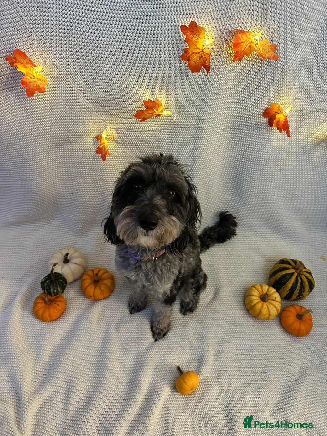 Cockapoo dogs for sale: Dotti the cockapoo  - Image 6