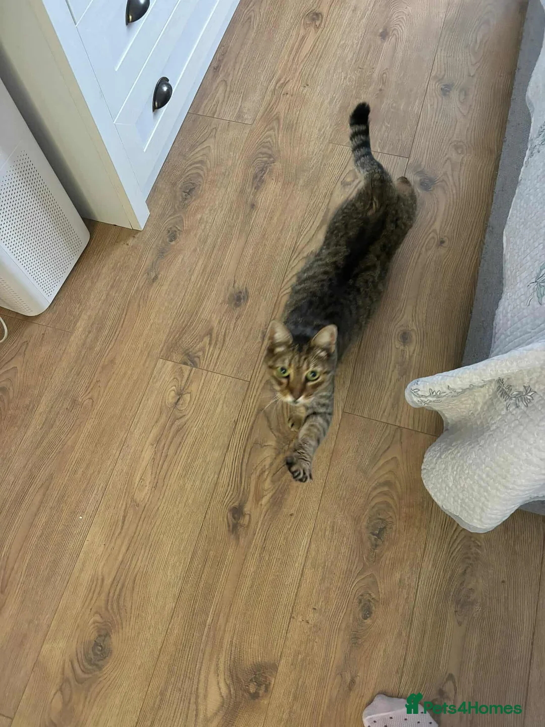 Mixed Breed cats for adoption: Athena for adoption - Advert 6