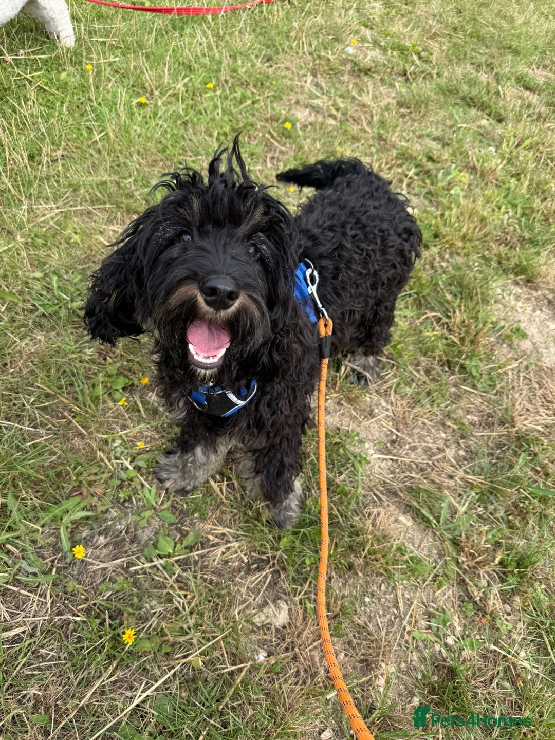 Cockapoo dogs for sale: Puppy need loving home  - Image 3