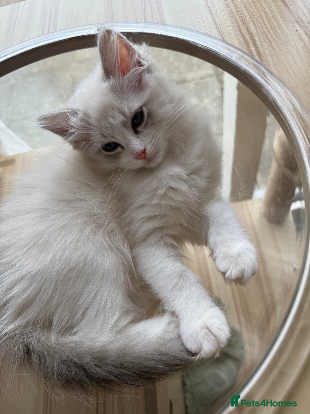 Ragdoll cats for sale: Beautiful Registered Ragdoll Male Kitten - Image 5