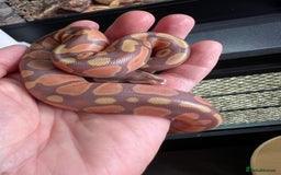 Python Snake reptiles for sale: Ball Python Baby - Image 2