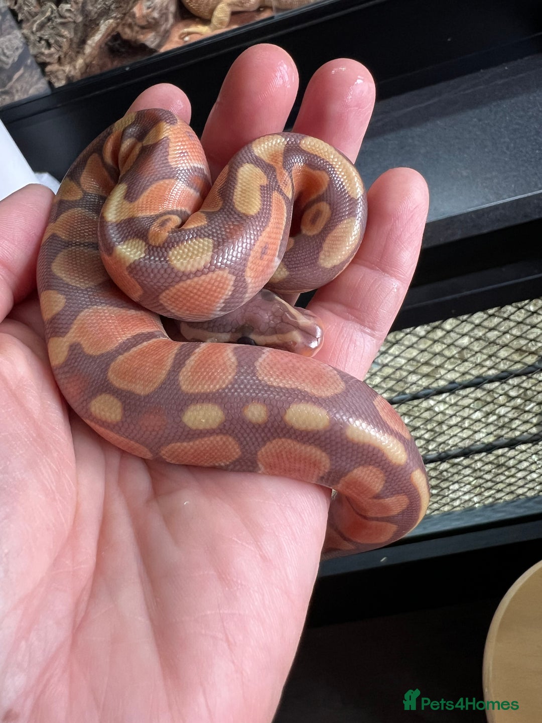 Python Snake reptiles for sale: Ball Python Baby - Image 2