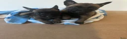 Belgian Shepherd Dog dogs for sale: Belgian Malinois Pups Ready 2nd October - Advert 7
