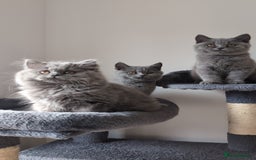British Shorthair cats for sale: Reduced British Shorthair kittens Ready  - Image 11