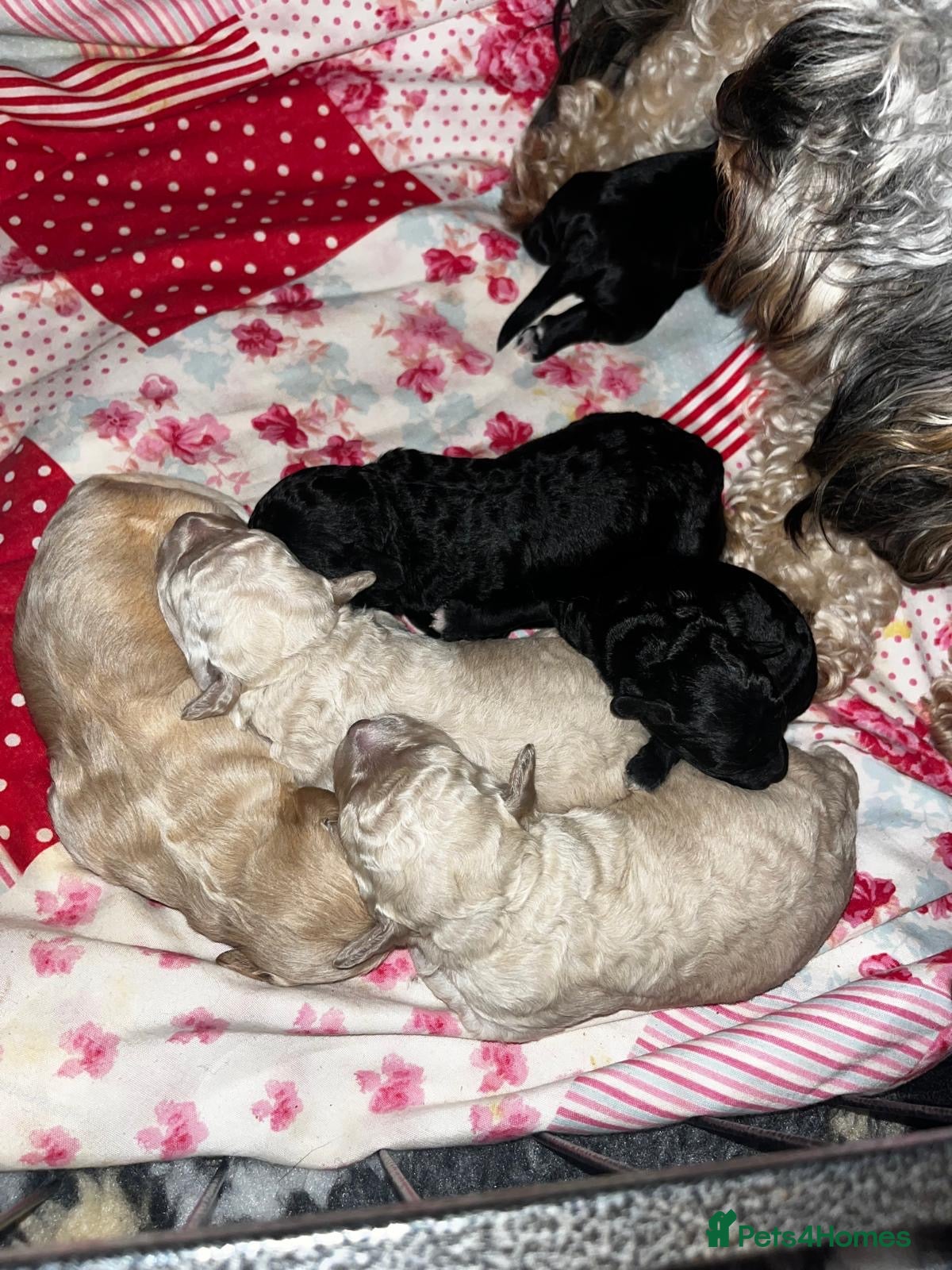 Mixed Breed dogs Cavapoochon puppies - Advert 1