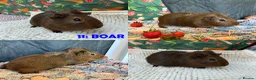 Guinea Pig rodents for sale: Various Guinea Pigs - Ready Now - Advert 22