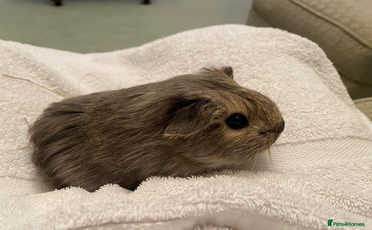 Guinea Pig rodents - Advert 7