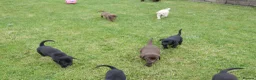 Labrador Retriever dogs for sale: Quality Health Tested Labrador Puppies - Advert 13