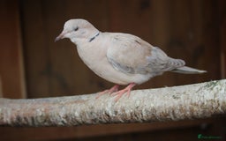 Doves birds for sale: 2025 bred Java doves for sale - Image 3