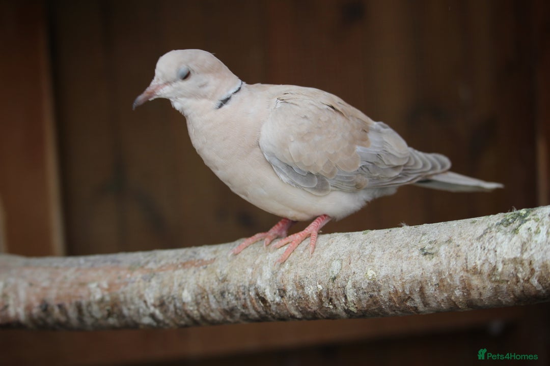 Doves birds for sale: 2025 bred Java doves for sale - Image 3