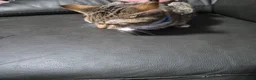 Mixed Breed cats for sale: Mix bread kittens tabby x ragdoll  - Advert 3