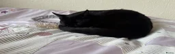 Bombay cats for sale: Leo       in Reading - Advert 5