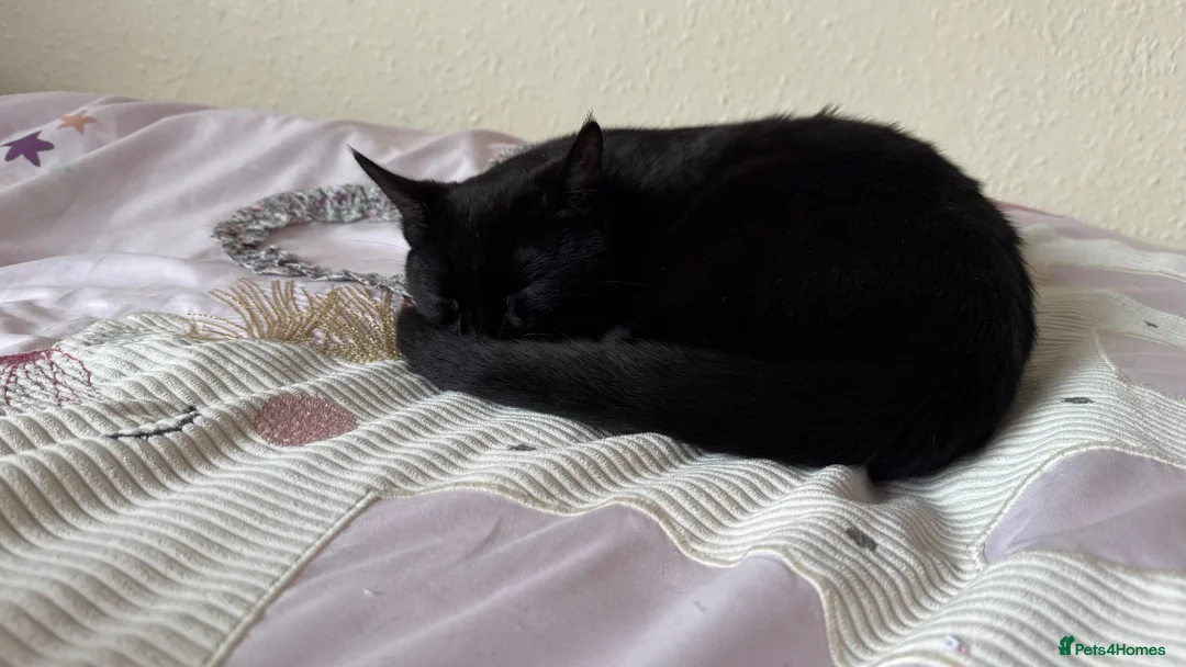Bombay cats for sale: Leo       in Reading - Advert 5