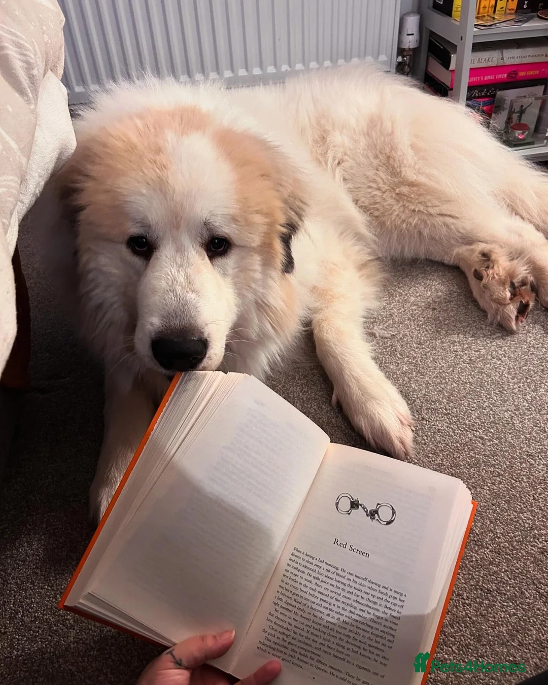 Pyrenean Mountain Dog dogs for stud: KC registered Pyrenean Mountain Dog for stud - Advert 5