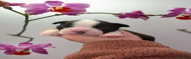 Boston Terrier Puppy 3