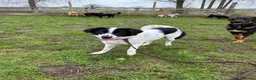 Mixed Breed dogs for adoption: Magpie - Norwich Norfolk  in Norwich - Advert 21