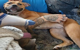 Staffordshire Bull Terrier dogs for sale: Beautiful Staffordshire Bull Terrier - Image 3