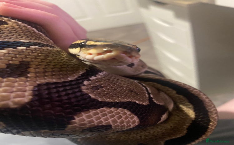 Python Snake reptiles - Advert 3