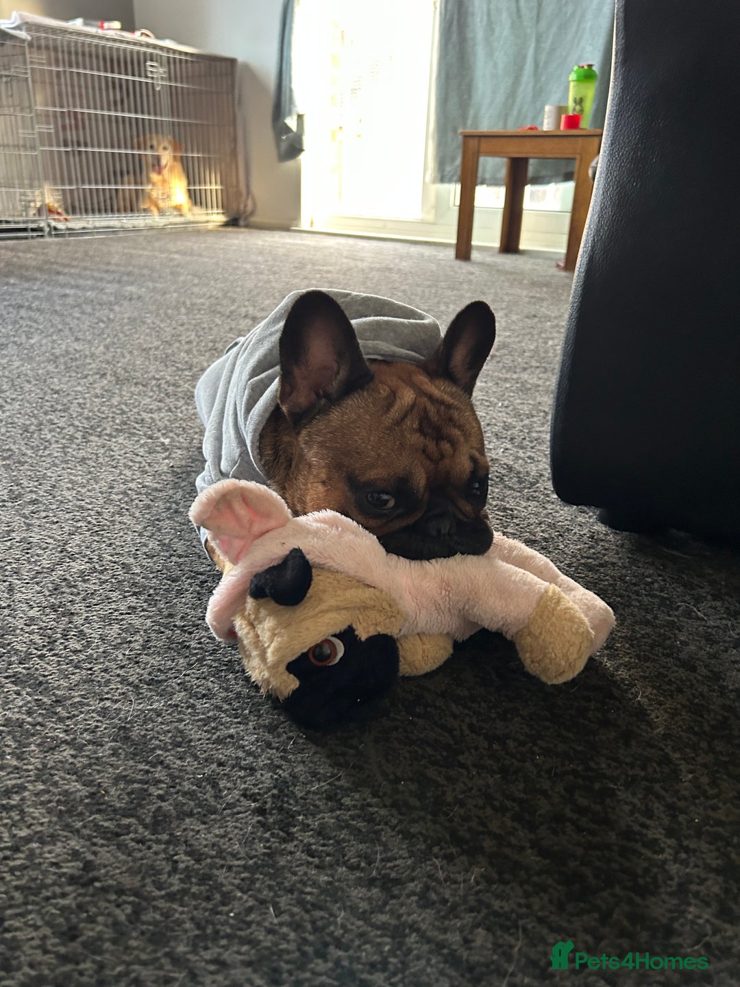 French Bulldog dogs for sale: French bulldog - Image 6