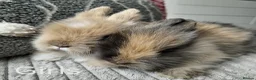 Lionhead rabbits for sale: Lionhead double maned - Advert 2