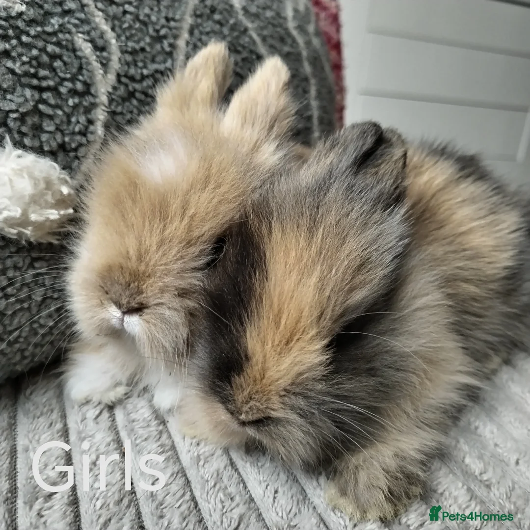 Lionhead rabbits for sale: Lionhead double maned - Advert 2