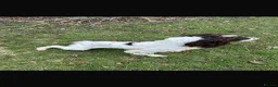 English Springer Spaniel dogs for sale: Quality English Springer Spaniel puppies for sale - Advert 7