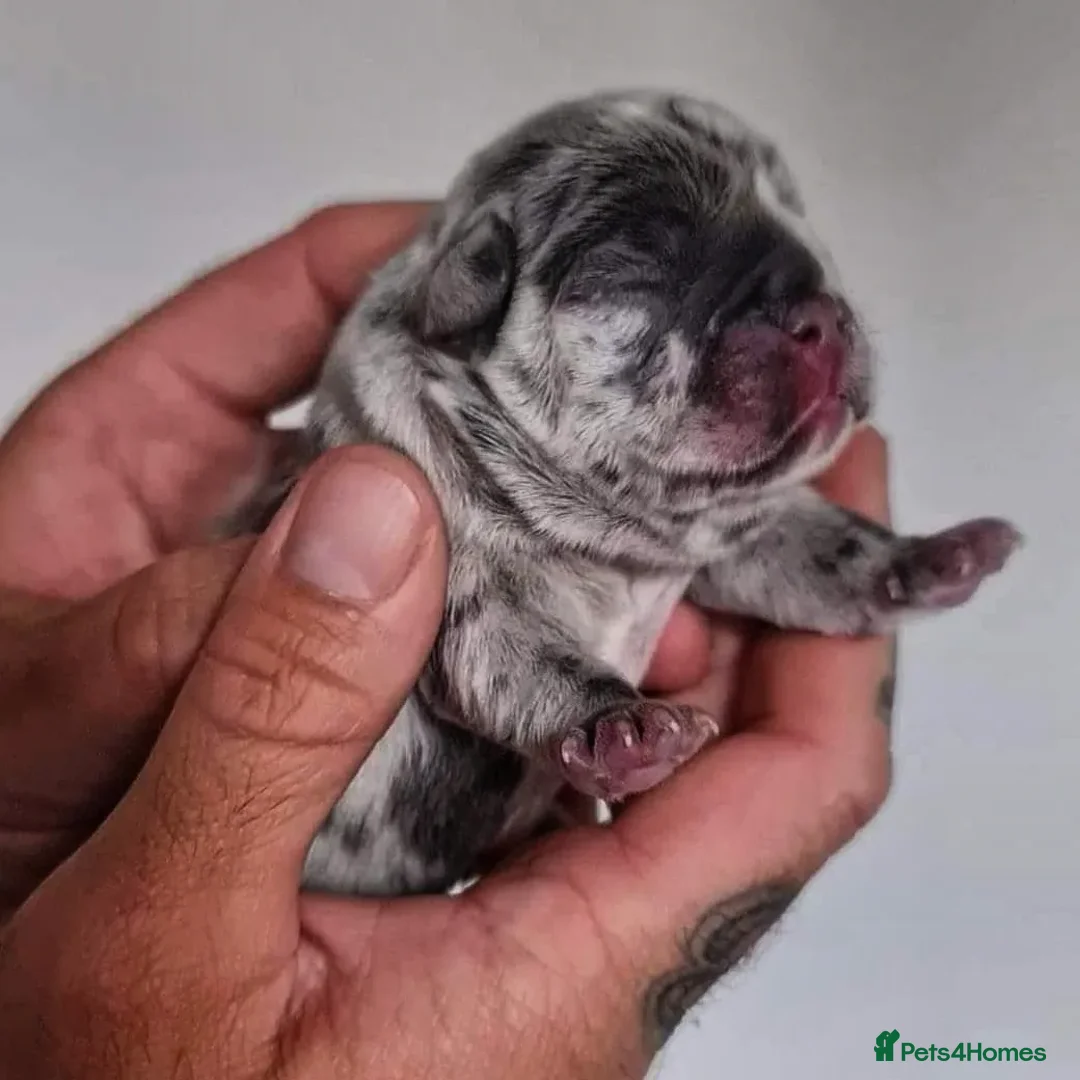 French Bulldog dogs for stud: ** RogueRoyales Zeus ** Fully Suited Lilac Merle  in Wolverhampton - Advert 10