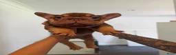 French Bulldog dogs for sale: Rojo French Bulldog  - Advert 12