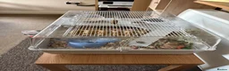 Hamster rodents for sale: Russian Dwarf Hamster and Cage  - Advert 3