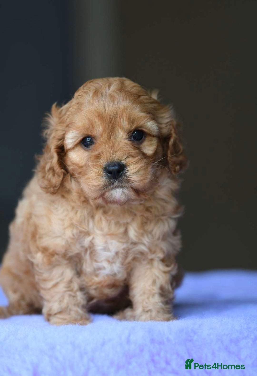 Cavapoo dogs for sale: ✨Quality Cavapoo Puppies✨ - Image 3