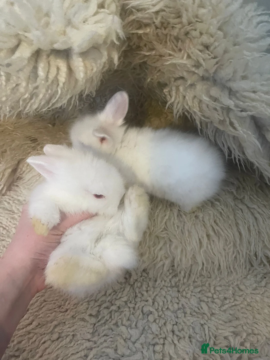 Mini Lion Lop rabbits for sale: Mini lionhead lop and teddy bear cross  - Advert 7