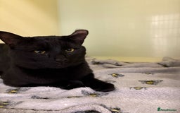 Mixed Breed cats for sale: Could you offer Dobby a sock? - Image 2